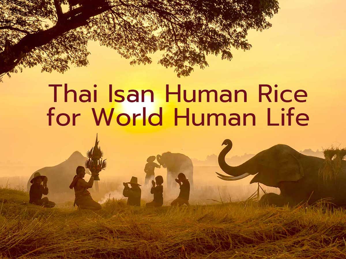 พิธีกรรมในวัฒนธรรมข้าวของชาวอีสานใต้